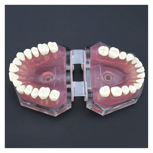 Modelo dental con encías de gel y 28 dientes extraíbles 6