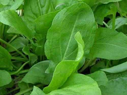 Semillas de acedera de hoja ancha (Rumex acetosa) 40 días Herb Heirloom para plantar semillas sin OMG 2000