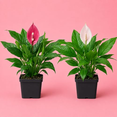 Image of Live Peace Lily Plant Combo (Pack of 2) - Dark Pink & Light Pink Flowering Plant with 3 Inch Black Plastic Pot | Indoor Plant for Home Office & Living Room GROWHEAVEN