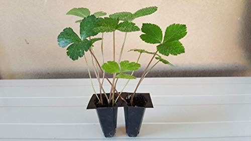 (Aka Tomorrow's Leaf)-Organic