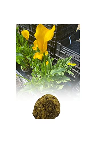 3 Zantedeschia Florex Gold Calla (Arum) Lily Bulb/Rhizome Bulbs Size 16/18 Summer Flowering Perennial : - by GARTHWAITE NURSERIES® : - UK Stockist