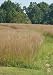 Little Bluestem - Cimarron (Schizachyrium scoparium), 400 Certified Pure Live Seed, True Native Seed