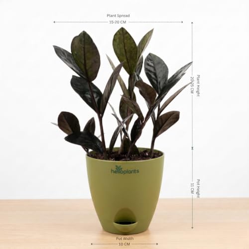 Image of ZZ Black Raven Plant Zamioculcas Zamiifolia Live Indoor Plant Air-Purifying Exotic Dark Foliage for Office and Home in a 4-Inch Self-Watering Matte Green Pot