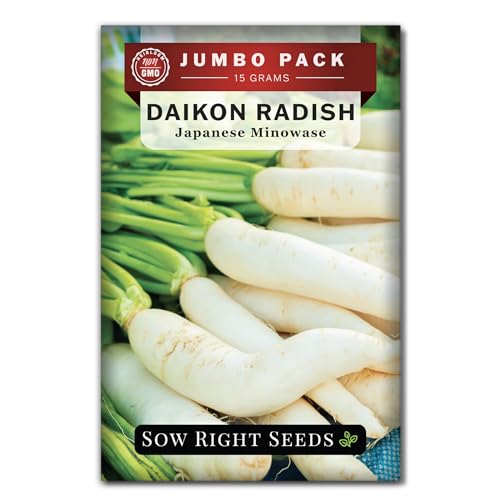 Sow Right Seeds - Bulk Japanese Minowase Daikon Radish Seeds for Planting - 15 Grams 1000 Seeds - Non-GMO Heirloom Jumbo Pack with Instructions to Plant a Home Vegetable Garden - an Abundant Harvest