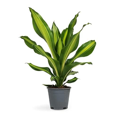 Healthy Vibe Dracaena Massangeana Live Indoor Plant | Corn Plant for Air Purification & Elegant Home or Office Dcor (Dracaena Massangeana Plant)-image-11