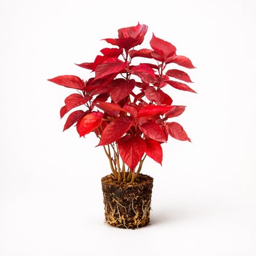 PLANT NOOK Acalypha ‘Louisiana Red’ Live Starter Plug | Deep Red Copper Foliage Shrub | Tropical Color Plant for Patio Pots Borders and Landscapes | Full Sun
