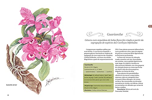 Orquídeas: O Guia Indispensável de 101 gêneros de A a Z - Volume 4: Laelia, Maxillaria e outros 15 g
