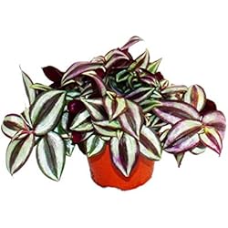 Macetas Colgantes Facil Exotenherz - Flor de tres maestros - Tradescantia zebrina - Planta de interior colgante de fácil cuidado - Maceta de 12 cm