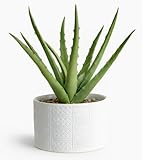 Kurrajong Farmhouse Hermosa planta de agave artificial realista en maceta de cerámica blanca, planta falsa para decoración del hogar en interiores