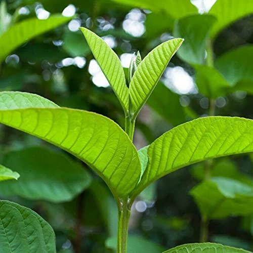 Image of 2.1oz Premium Dried Sea Moss, 100% Natural, Make 40oz of Gel, Wildcrafted, Caffeine Free, Sugar Free, Gluten Free, Vegan. (Avocado Leaves, 1oz (Pack Of 1))