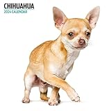 Calendrier 2024 moderne Chihuahua Multicolore
