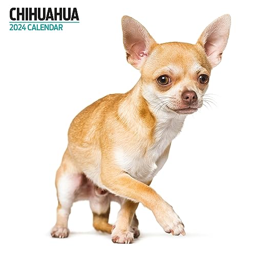 Chihuahua Modern 2024 Calendar Multi Colour BigaMart