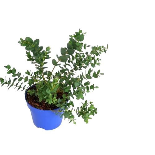 Eucalyptus Planta Natural para Jardín - Árbol de Poco Riego