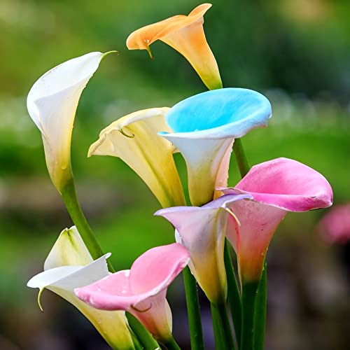 bulbos de cala son resistentes de balcón resistentes bulbos primavera,para jardín, del jardín la decoración del balcón,15pcs