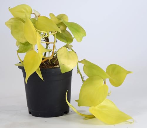 Image of Golden Money Plant with Pot | Air-Purifying Indoor Pothos for Home & Office | Fast-Growing, Low-Maintenance Good Luck Plant | Fresh Healthy Epipremnum Aureum for Decor