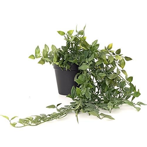 tFCNO[ lH ϗtA ϗt  tBJX VO |bg C-F-1 CSZ  ~j