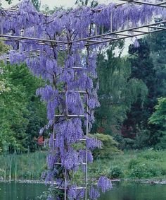 Amethyst Falls Wisteria Vine - Native, Not Aggressive- Repeat Bloomer - Attract Hummingbirds- Fragrant 8 Inch Lilac Blooms 2 - Year Plant #TOP4