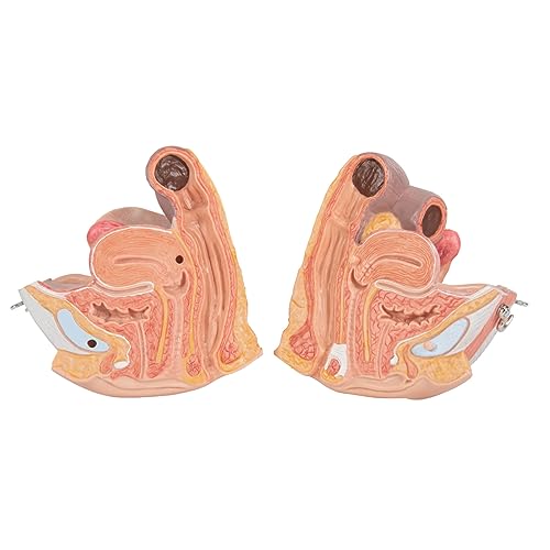 3B Scientific Menschliche Anatomie - Muskelfigur auf Metallstativ mit 5 Rollen, weiblich + kostenlose Anatomie App - 3B Smart Anatomy, 23-teilig