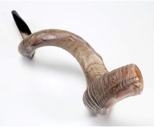 Kudu Yemenite HORN SHOFAR Kosher All Polished approx 35"-37" new