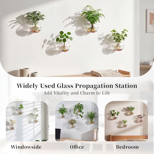 Glasseam Hängende Blumenkästen aus Glas, 4 Stück, kugelförmig, Blumentöpfe, Terrarium, Behälter, Vase, mit bunten Steinen… – Ansicht 6