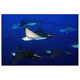 Imperméable et résistant aux taches : le set de table est résistant à l'eau, la sauce ou tout autre liquide comme le lait ne peut pas passer à travers, adapté aux enfants ; les sets de table de cuisine sont également résistants aux taches, lorsque vous faites de la sauce spaghetti ou du vin ou d'autres éclaboussures de sauce, il suffit d'essuyer.