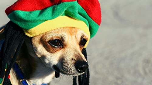 wffmx rompecabezas para niños,1000 pieces 75cmX50cm, perro rasta-1000adultos desafían rompecabezas madera 3d imposibles, regalo vacaciones para amigo Cover