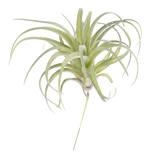 MUSISALY 1 lHAiiX ݂艺 lHA ʐ^̐A lH̃GAvc Ƃ̑ lHGAvc tFCN`WAGAvc lHA lHA Green