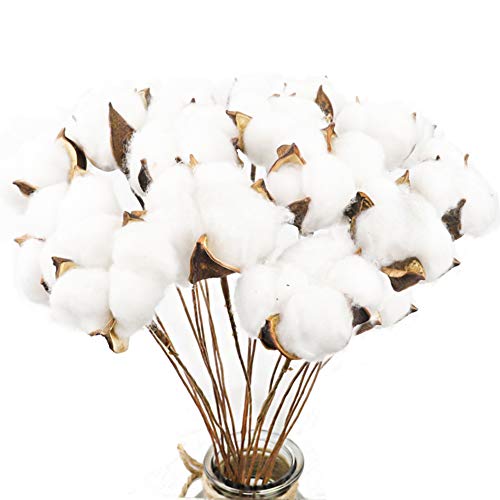 CEWOR 20 Pack Really Natural White Cotton Stems Dried Flower Branch for Farmhouse