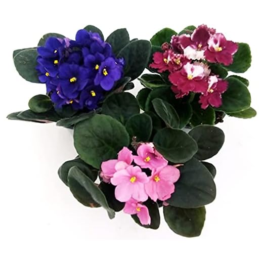 POWERS TO FLOWERS - SAINTPAULIA TRIS, 3 PIANTE VASO 11CM, VIOLETTA AFRICANA, pianta vera