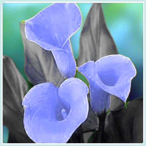 Perennial,Gorgeous Calla Lily Bulbs, Hardy, Professional for Beautiful Garden Displays-10 Bulbs-B