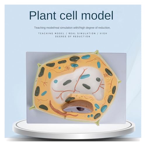 Modèle de cellule végétale pour comprendre l'anatomie microstructurelle - 6