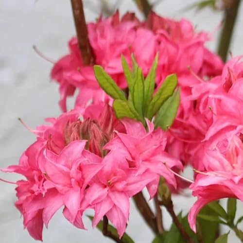 semillas de rododendro, resistentes para jardín, decoración, azalea, Cobertura del suelo, perennes resistentes, setos, arbustos, 300pcs