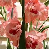 Gladiolos bulbos,bulbos de gladiolos de colores,Gladiolus tristis,gladiolos En maceta,gladiolusa,planta de gladiolos,gladiolos blancos,gladiolo Rojo,gladiolos bulbos colores.-15bulbos-H