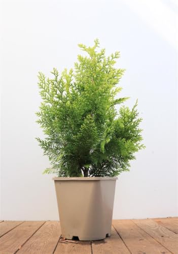 Chamaecyparis lawsoniana 'Ivonne' 40-50 cm - Gelbe Scheinzypresse, immergrün, ideal für Hecken und Kübel, winterhart, pflegeleicht