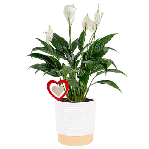 Costa Farms Peace Lily Live Indoor Plant, Spathiphyllum in Decorative Pot, Easy Care Houseplant,...