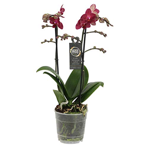 Orchid from Botanicly – Butterfly Orchid – Height: 45 cm, 2 Stems, red Flowers – Phalaenopsis Red Lion