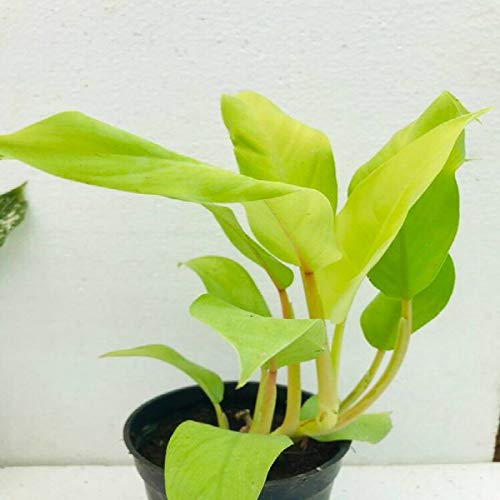 NurseryServe Philodendron Ceylon Golden Live Plant for Indoor and Outdoor Garden (B08HCL15XN) Amazon Price History, Amazon Price Tracker