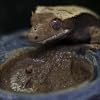Blue River Diets Crested Gecko Diet | Fruit & Bug | All Natural Low Fat Complete Gecko Food | 2.1oz