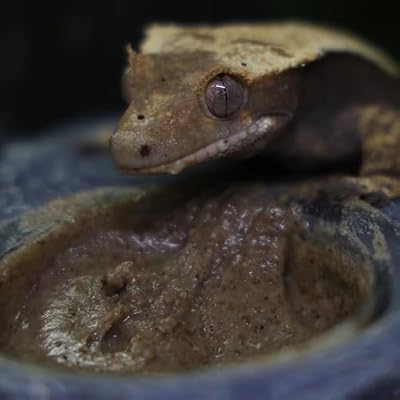 Blue River Diets Crested Gecko Diet | Fruit & Bug | All Natural Low Fat Complete Gecko Food | 2.1oz