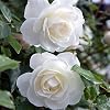 English White Bush Rose