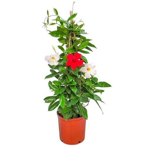 Tropical Plants of Florida Red and White Mandevilla
