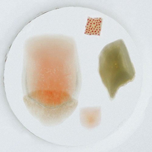 Fish Scale Types W M Microscope Slide Desertcart Seychelles