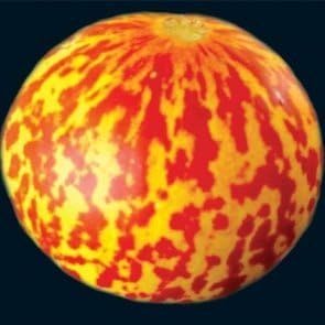 Rare Tigger Melon 30 Seeds - Heirloom - Delicioso -Fácil--Compra de Estados Unidos con "Seeds and Things" NOT CHINA con Onagra