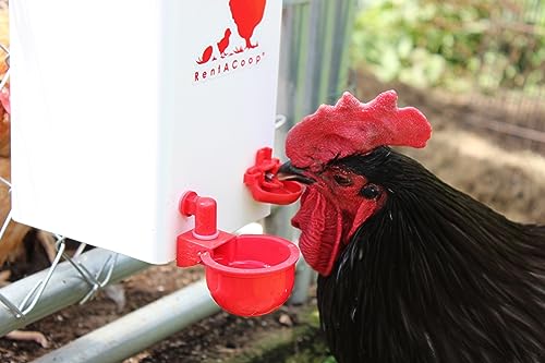 RentACoop 1 Gallon PVC Chicken Waterer with 2 Auto-Fill Cups, Horizontal Nipples and Anti-Roost Cone - Suitable for Chicks, Chickens, Quails, Pigeons and Gamebirds