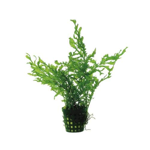 Bolbitus heudelotii (Congo fern) Aquarium Fern