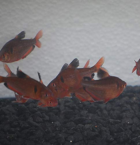 Quinn's Fins- 4 Pack Serpae Tetra- Hyphessobrycon eques