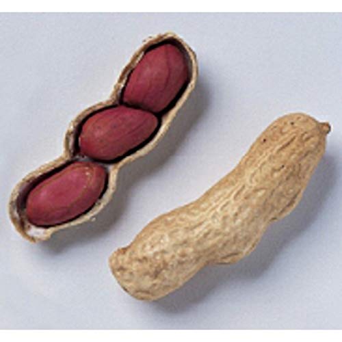 Tennessee Red Valencia Peanuts Seeds (25+ Seeds)(More Heirloom, Organic, Non GMO, Vegetable, Fruit, Herb, Flower Garden Seeds (25+ Seeds) at Seed King Express)