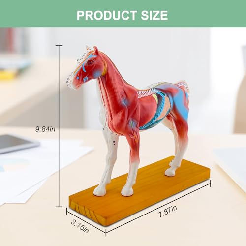Horse Acupuncture Model, Animal Acupuncture Model Contains 116 Acupoints Half Acupoints and Half Muscles Used, for Veterinary Animal Anatomy Teaching and School Scientific Research Display