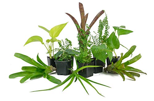 Joshs Frogs 12x12x24 Vivarium Plant Kit (3 Plants)