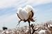 Cotton Seed Pure White, 8 Onces Over 1700 Seeds